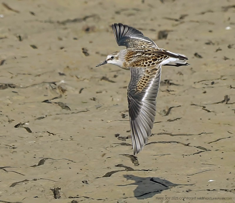 Little Stint
