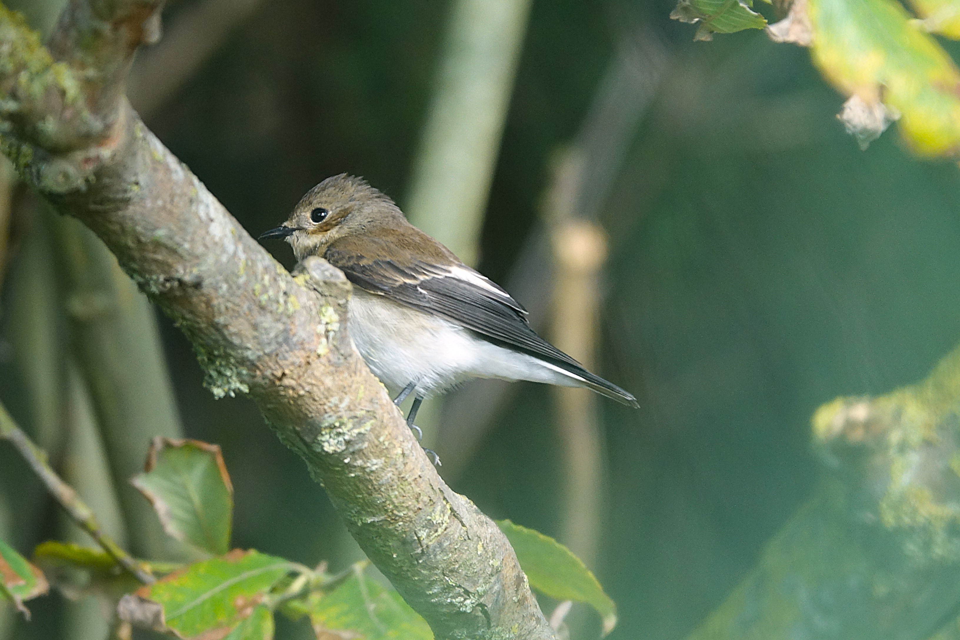 Pied Flycatcher