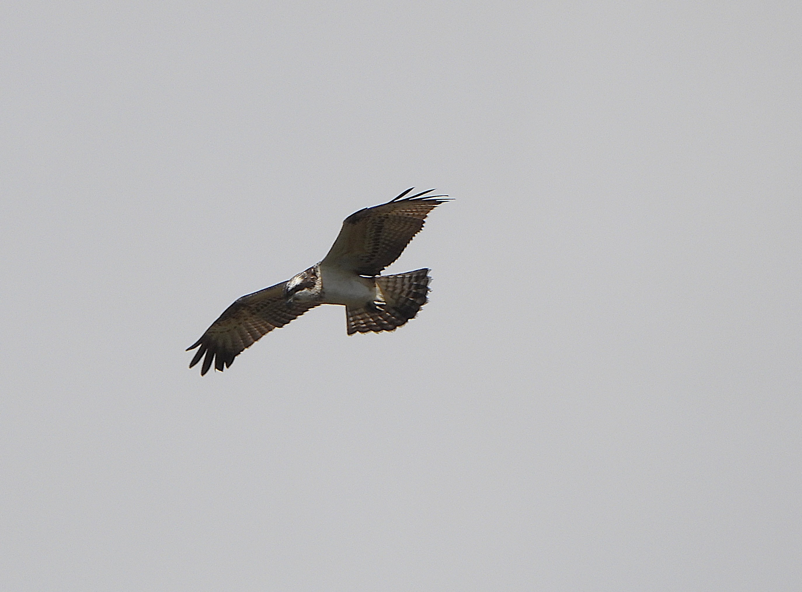 osprey