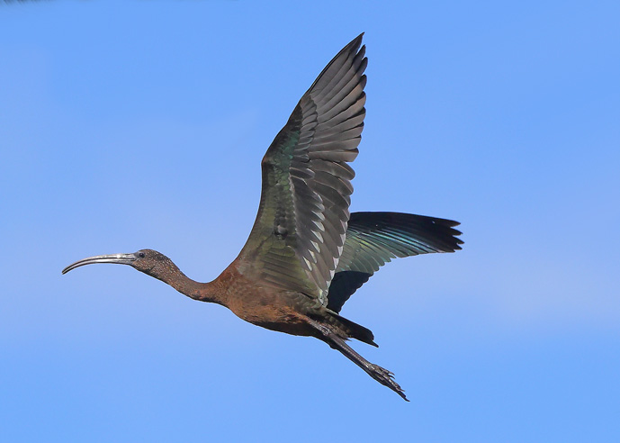 Glossy Ibis