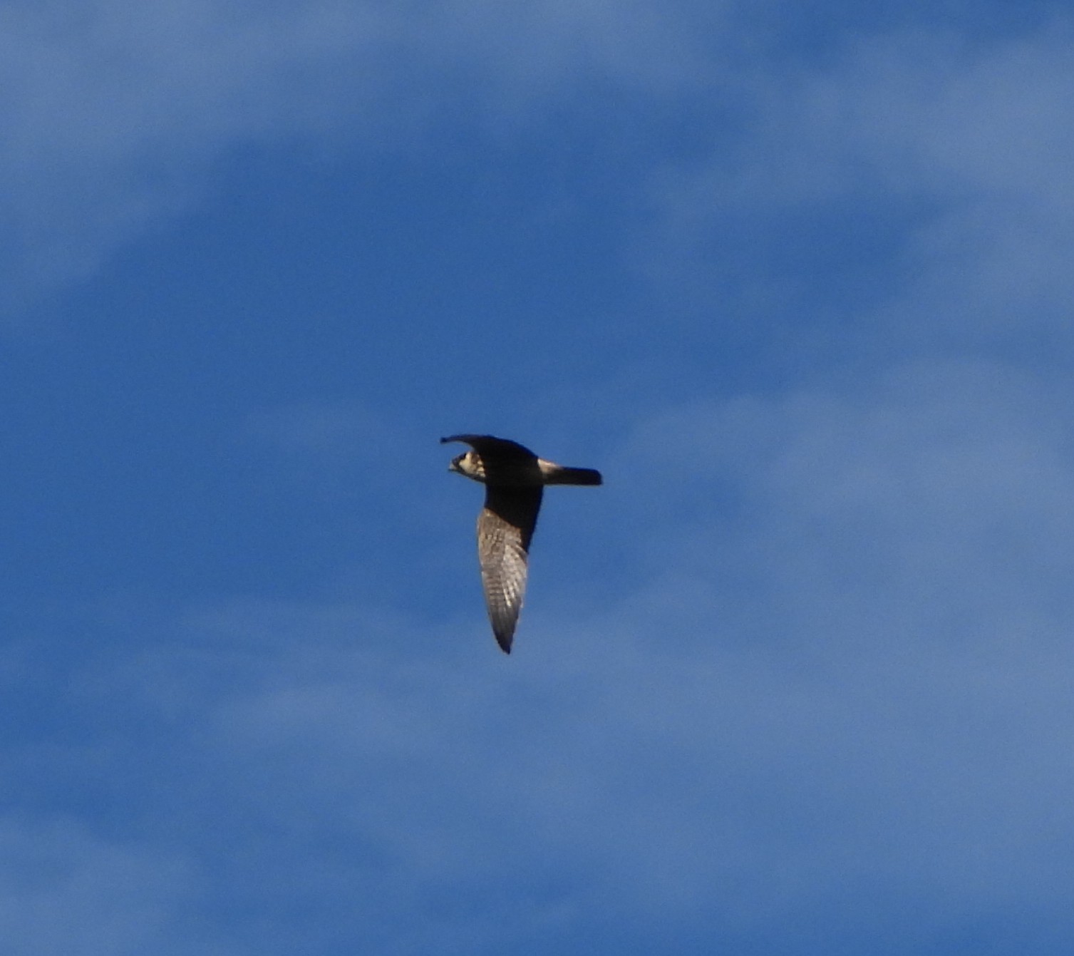 hobby