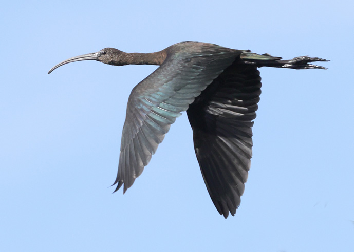 Glossy Ibis