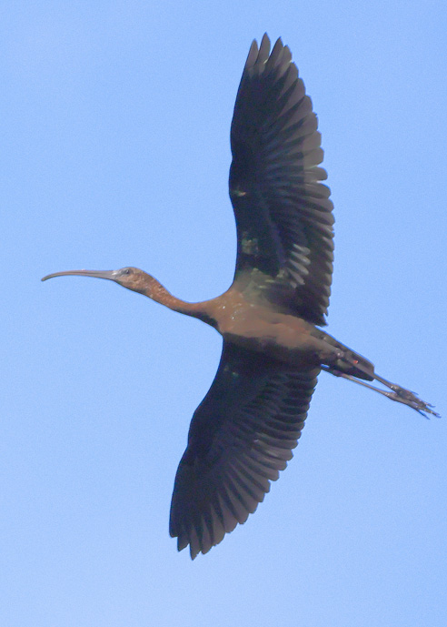 Glossy Ibis