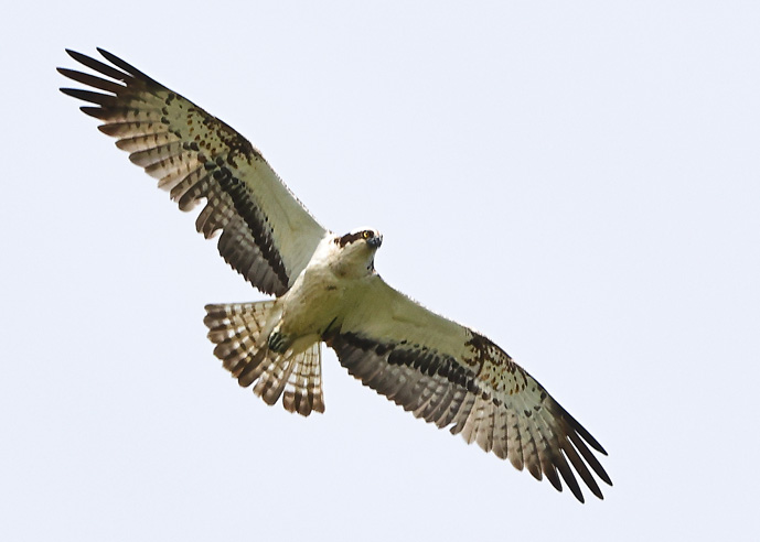 Osprey