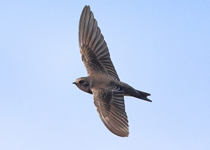 Sand Martin