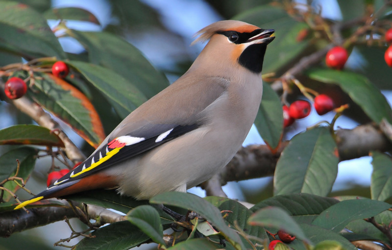 Waxwing