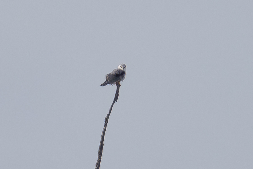 Black-winged Kite
