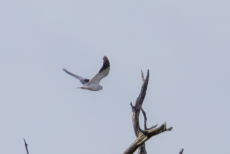 Black-winged Kite