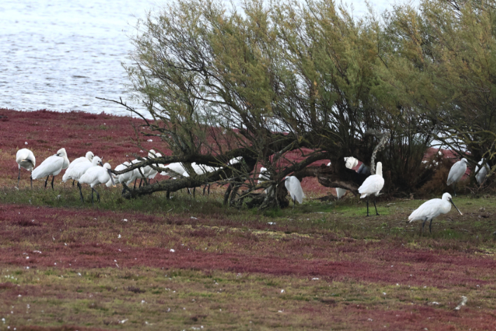 Spoonbill