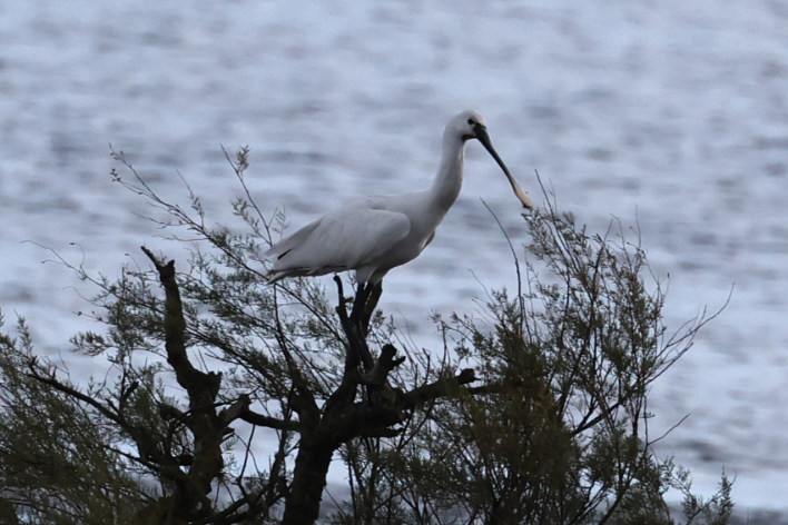 Spoonbill