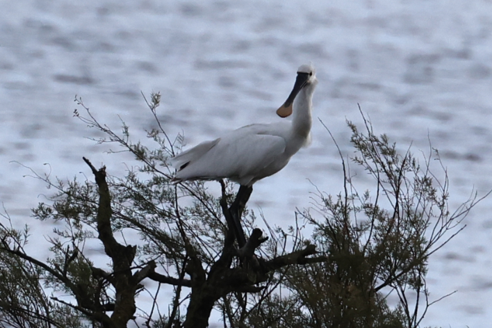 Spoonbill