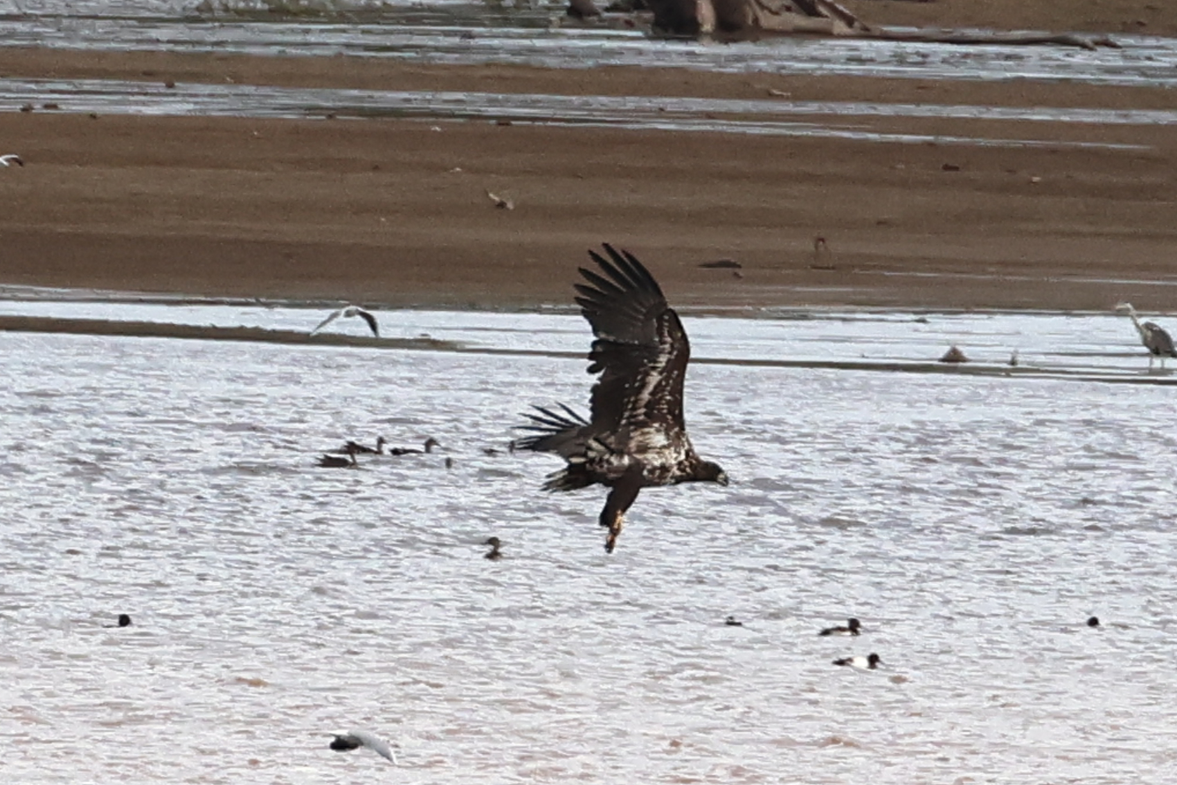 White-tailed Eagle