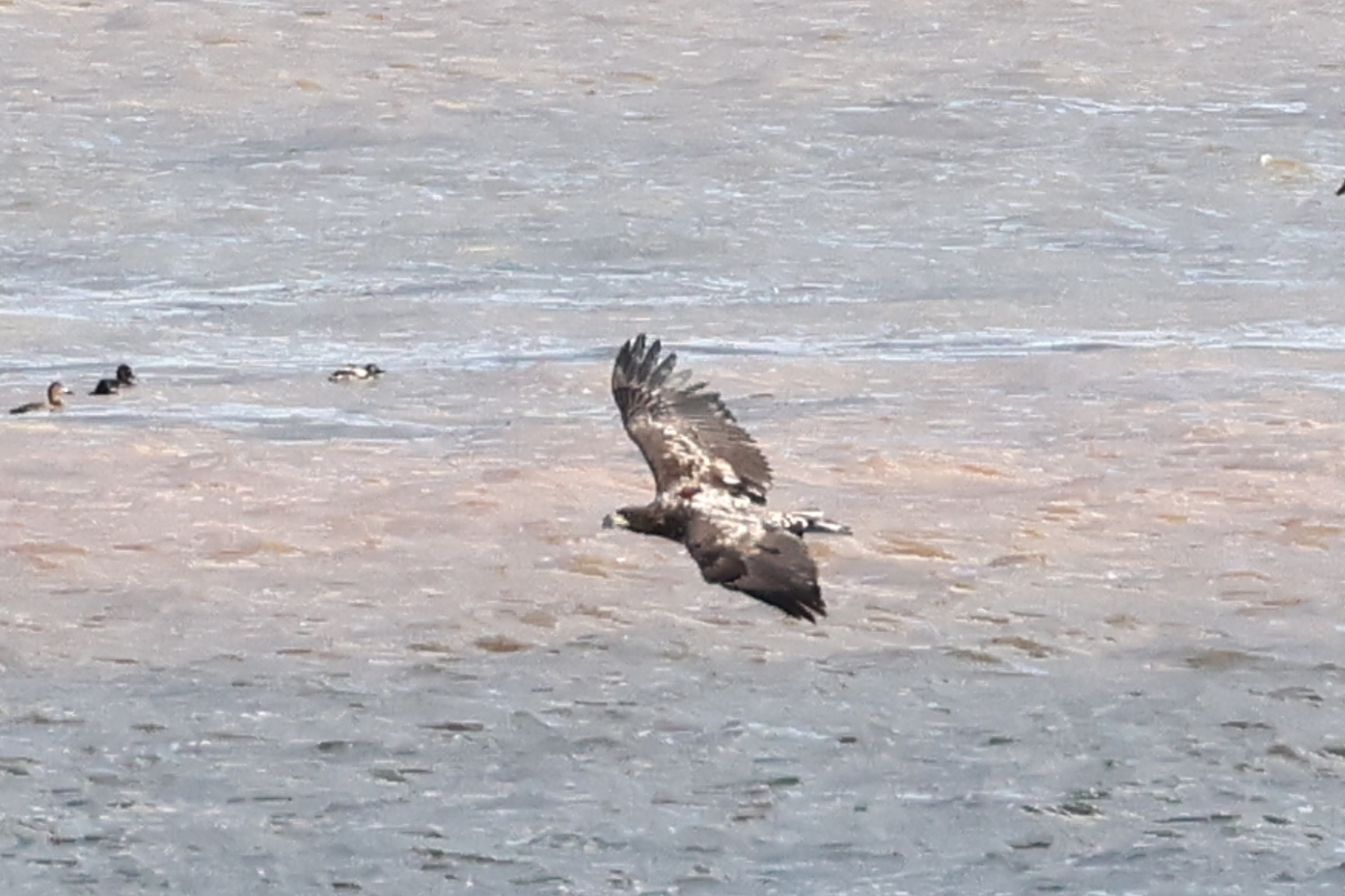 White-tailed Eagle