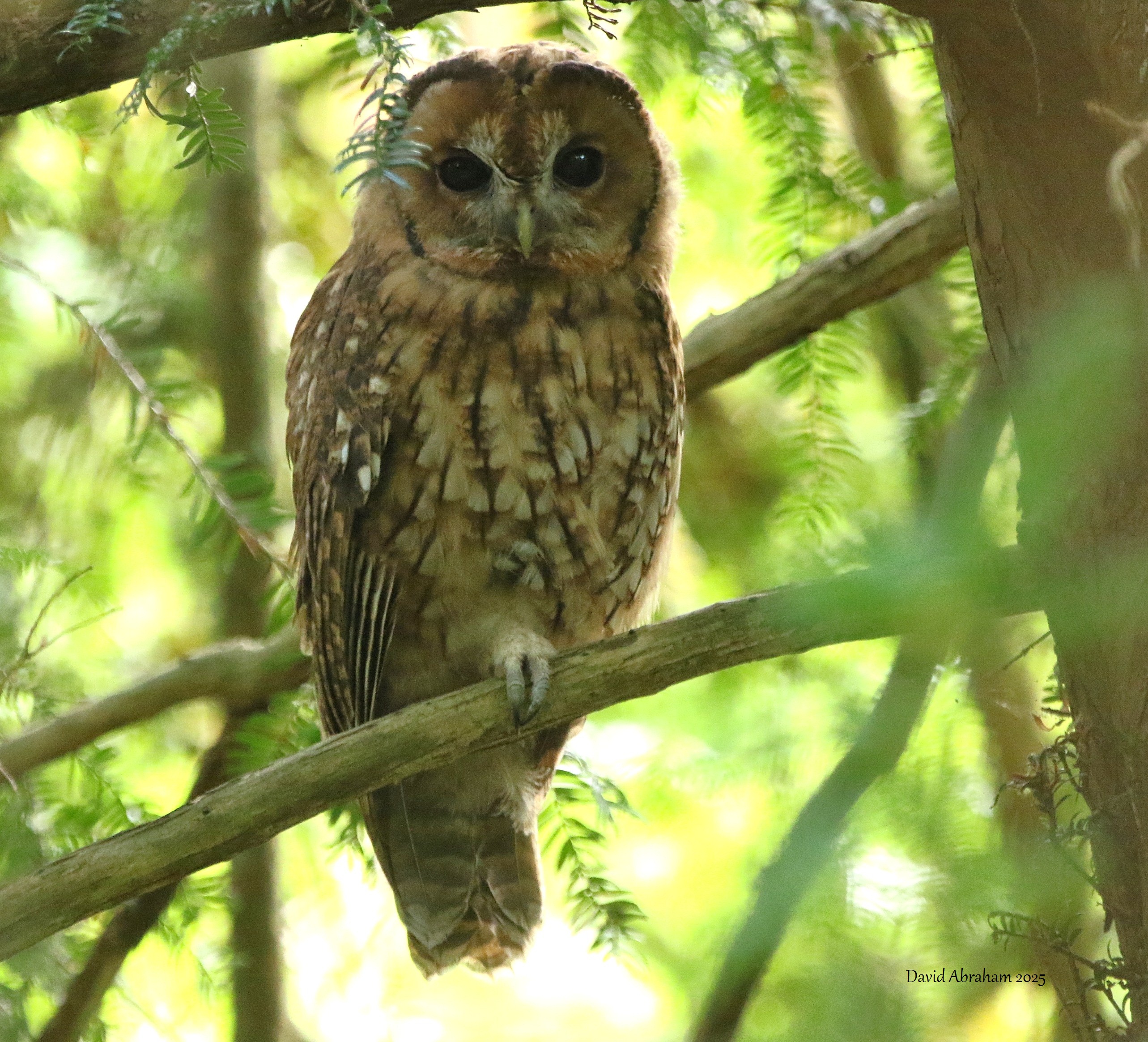Tawny Owl 