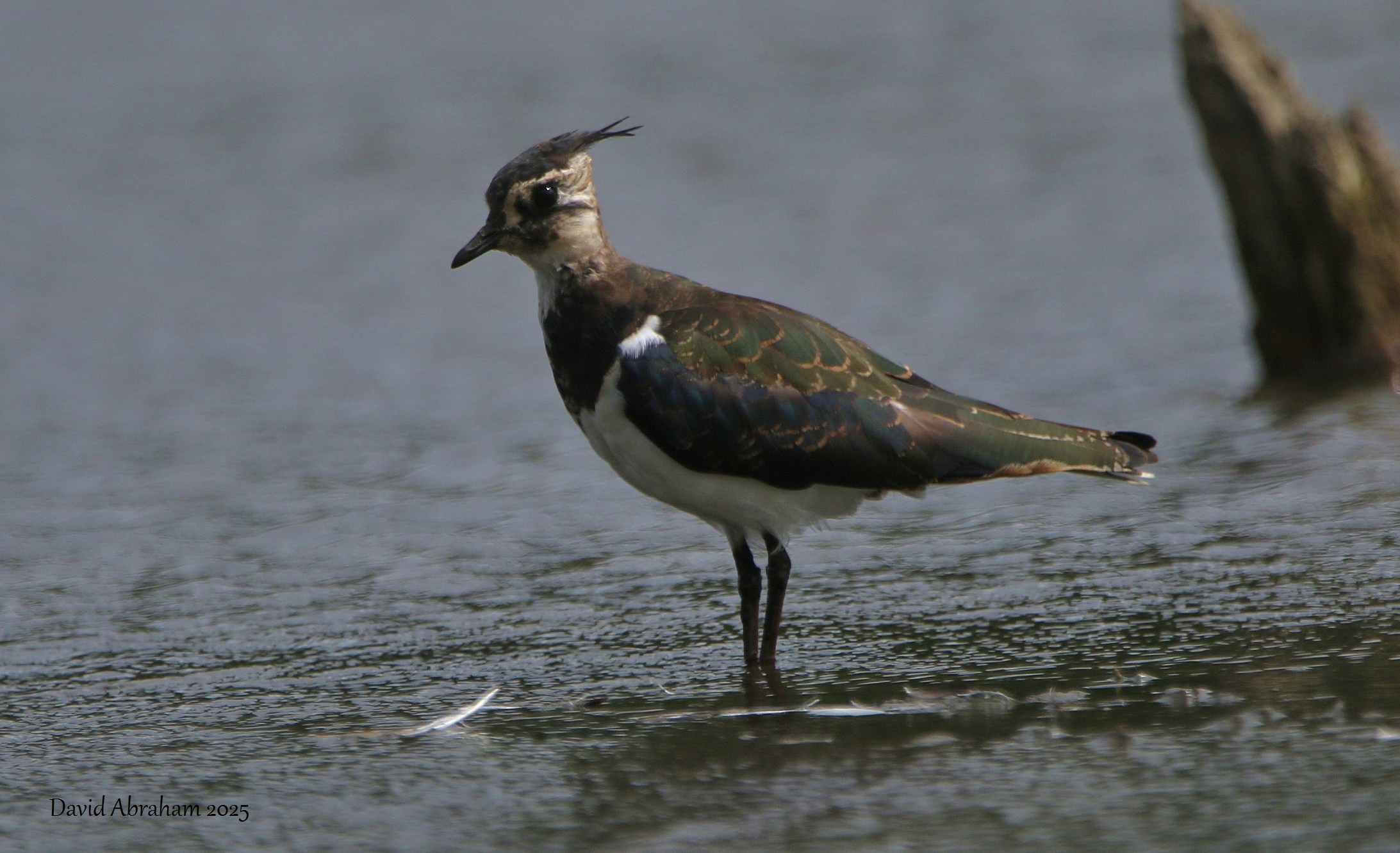 Lapwing 