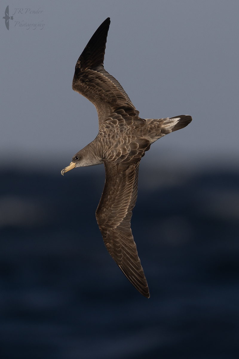 Great Shearwater