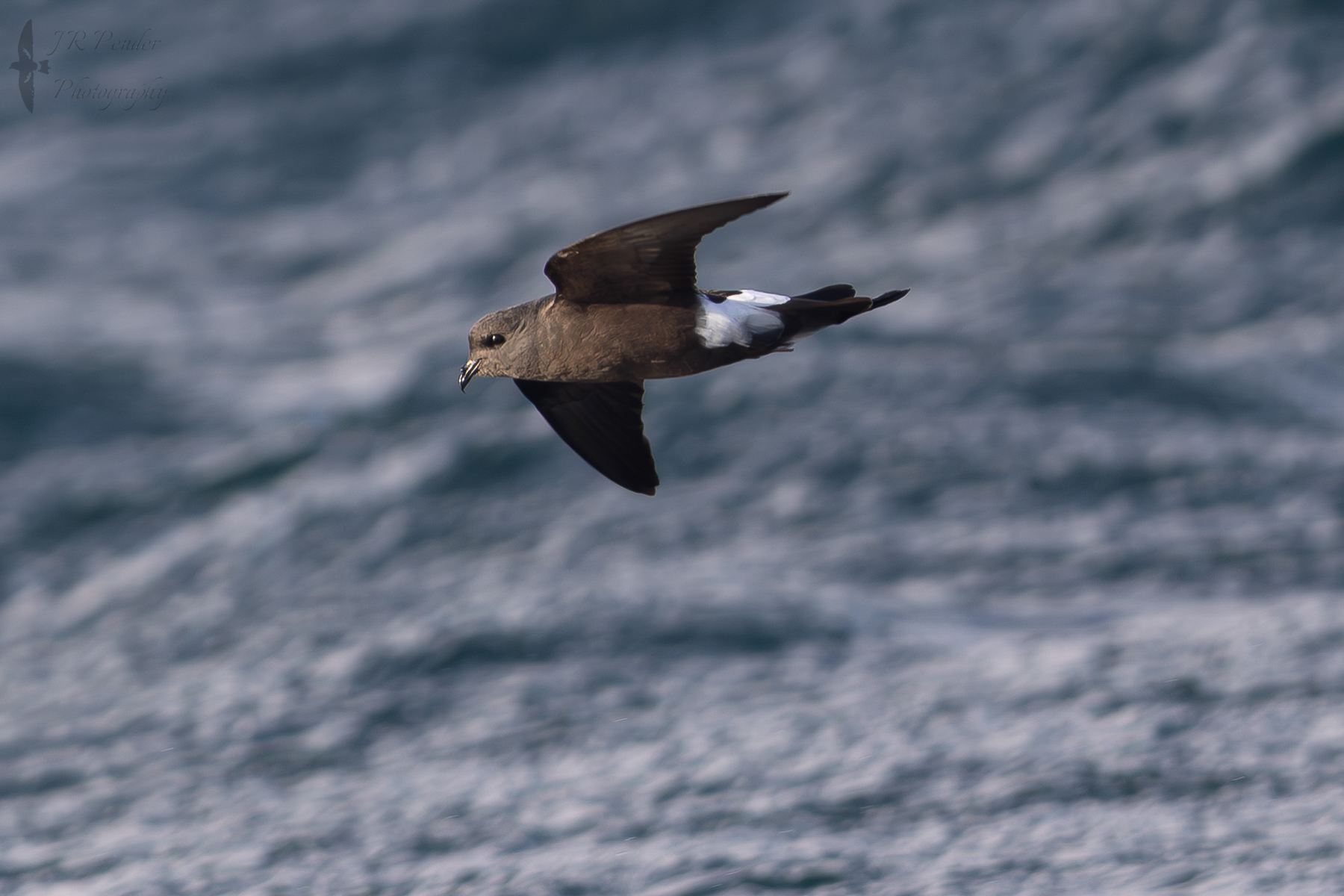 Wilson's Petrel