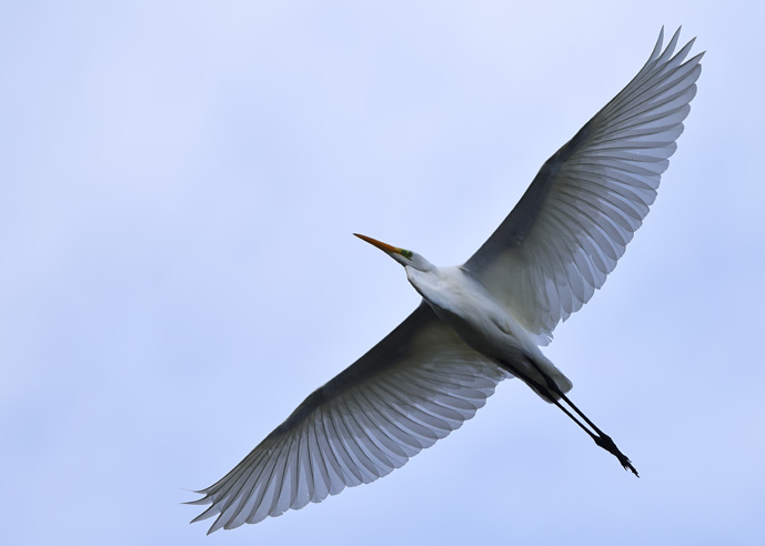 Great White Egret