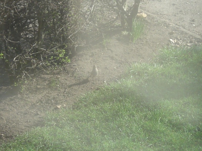 Black Redstart