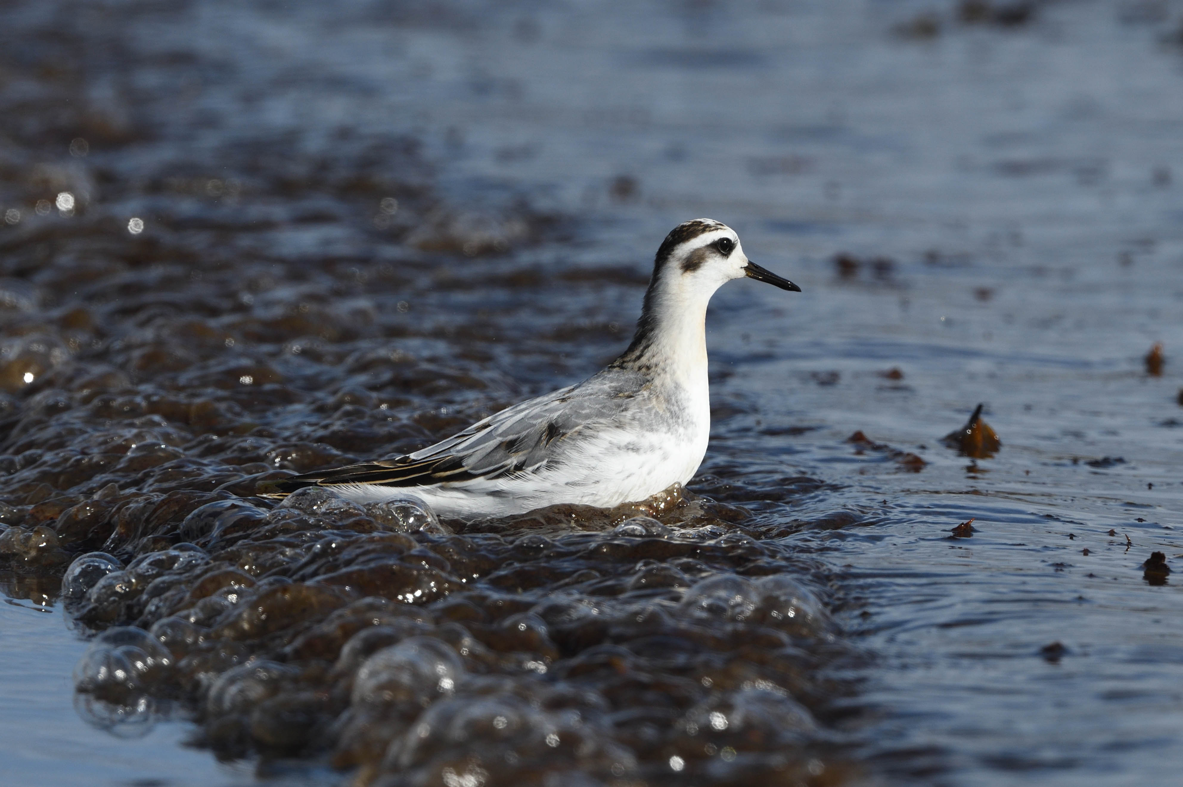 Grey Phalarope