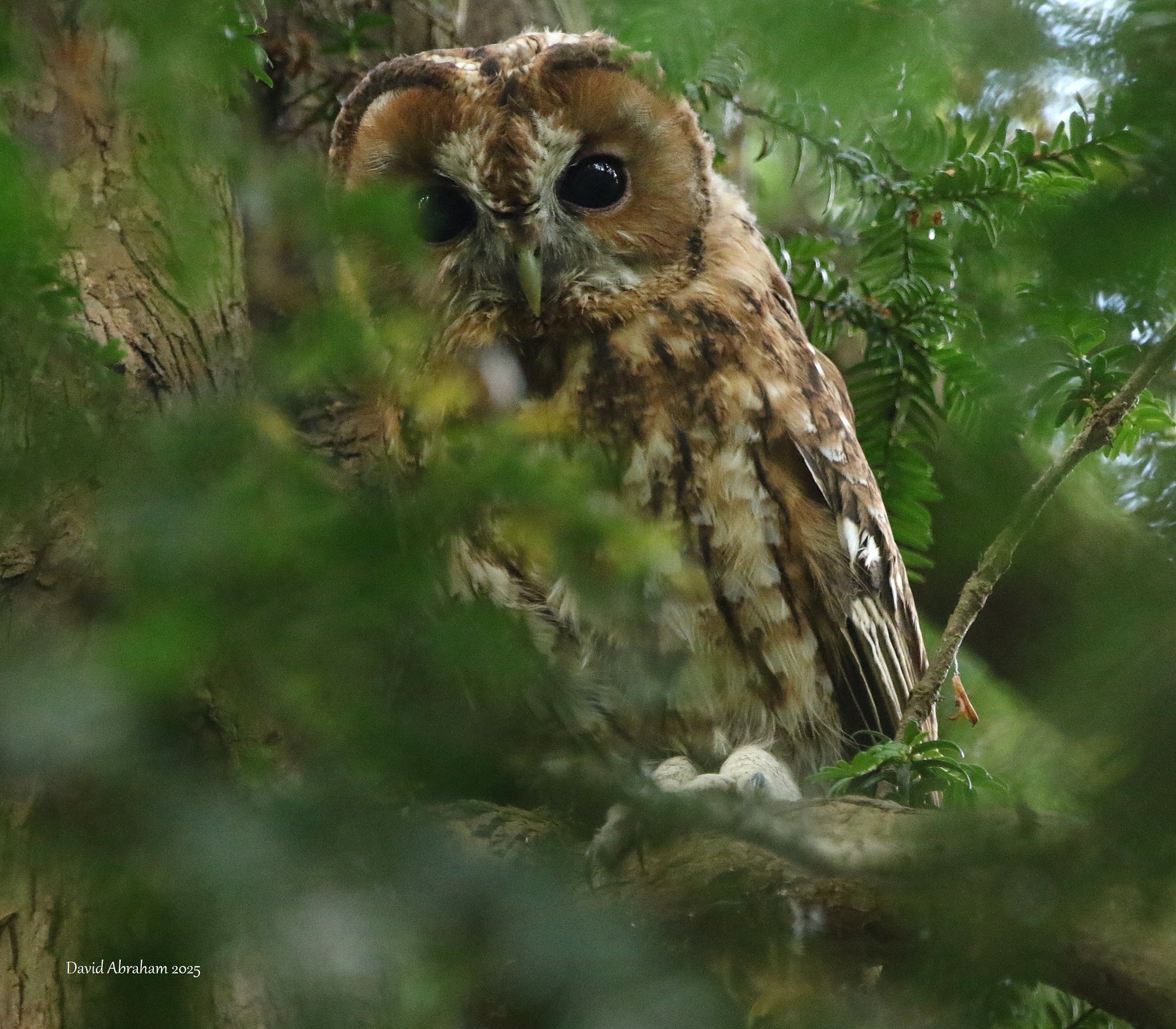 Tawny Owl 