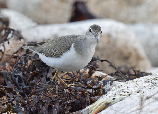 Spotted Sandpiper