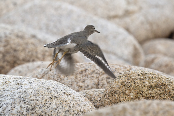 Spotted Sandpiper
