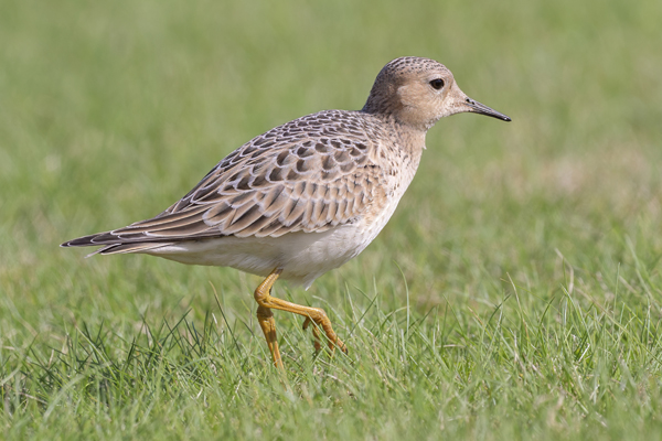 Buff-breasted Sandpiper