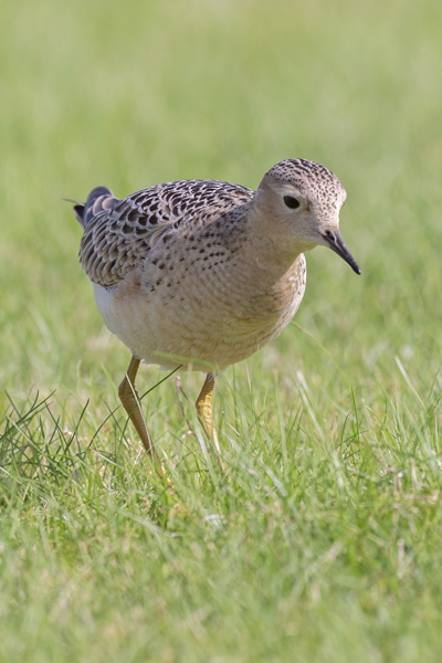Buff-breasted Sandpiper