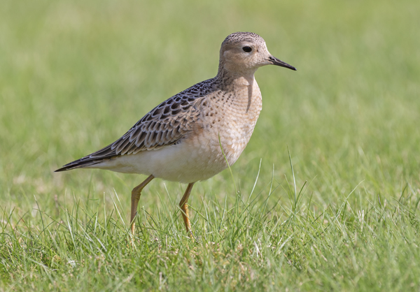 Buff-breasted Sandpiper