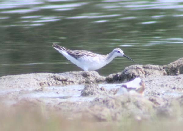 Wilson's Phalarope