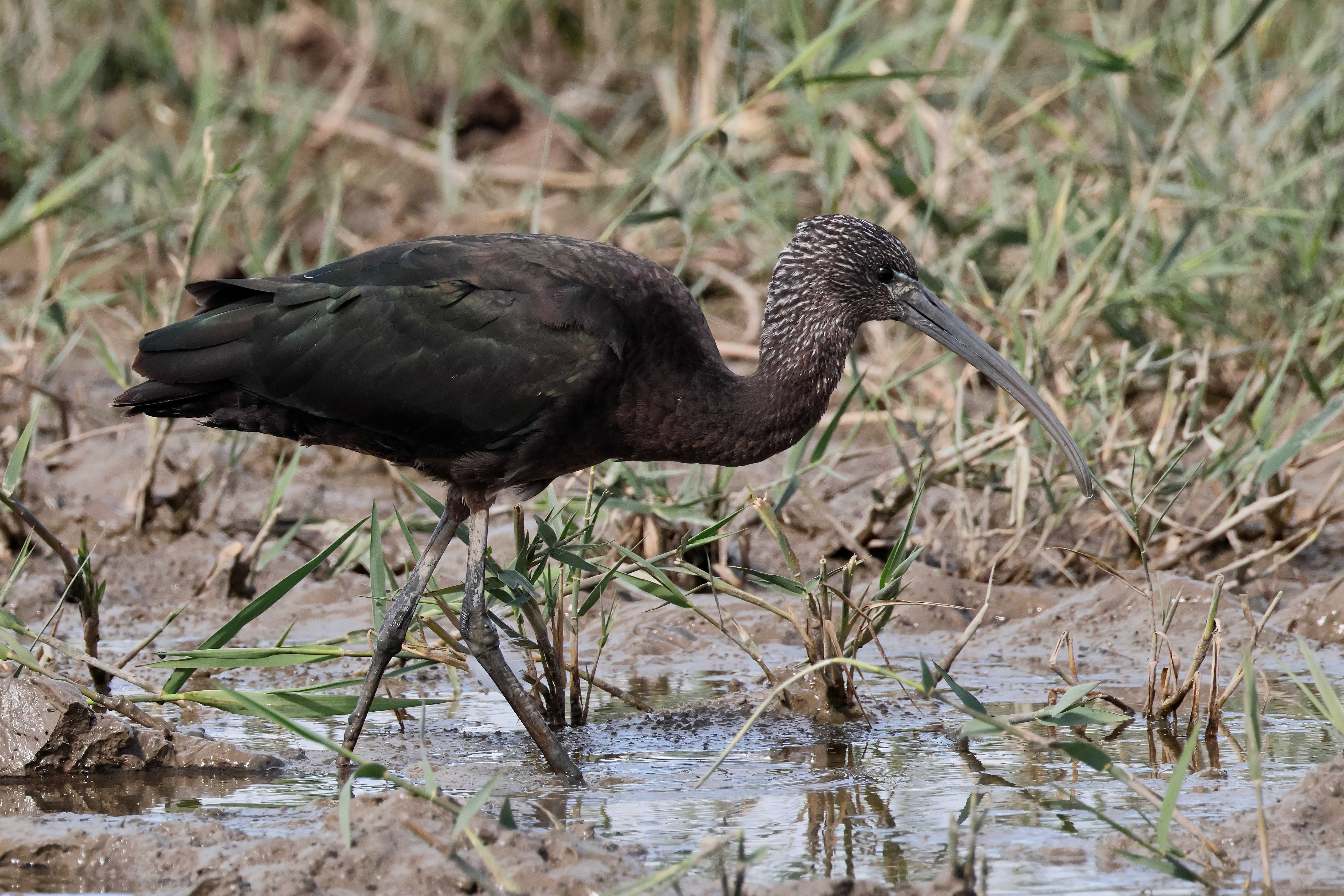 Glossy Ibis