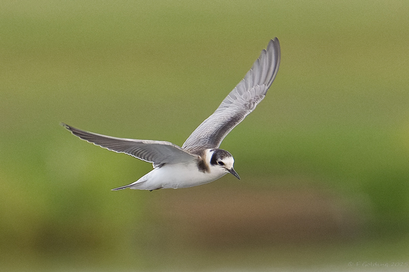 Black Tern