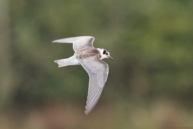 Black Tern