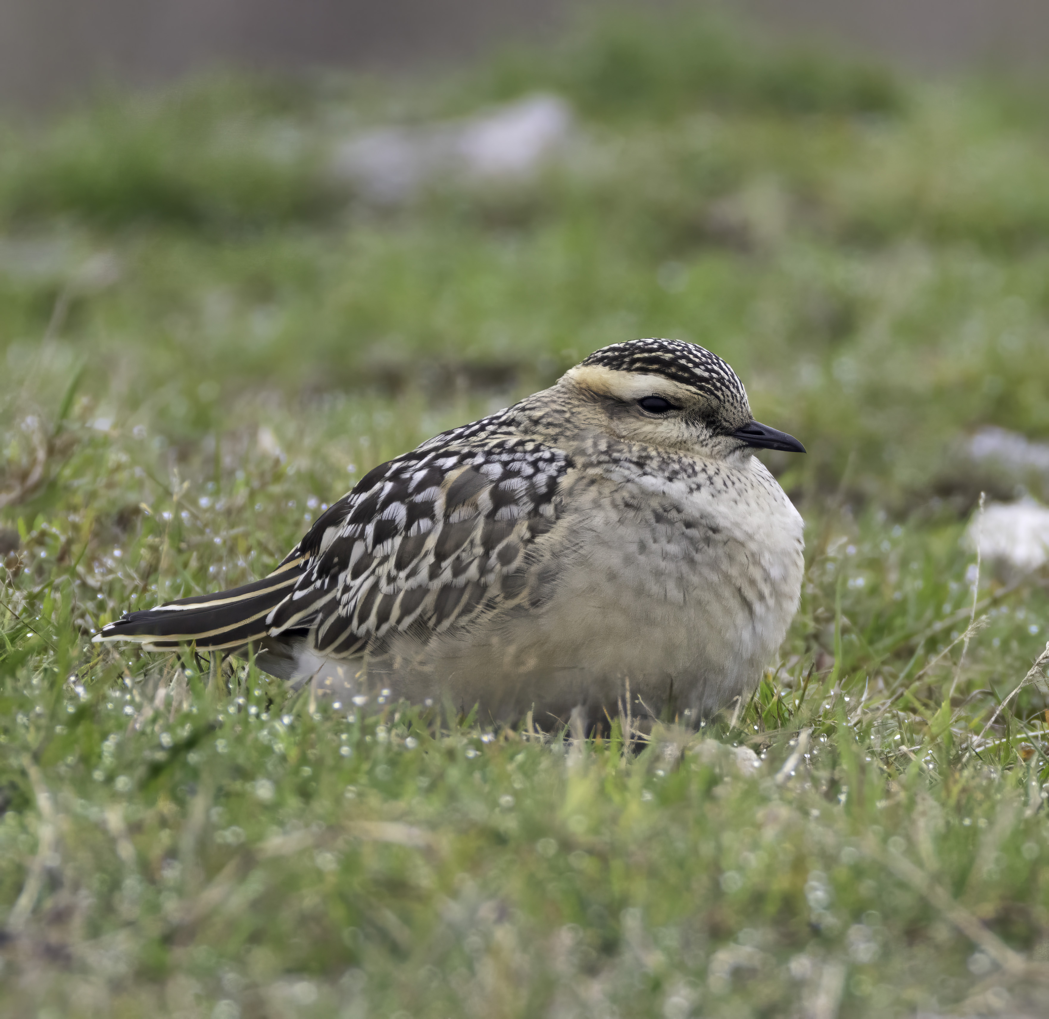 Dotterel