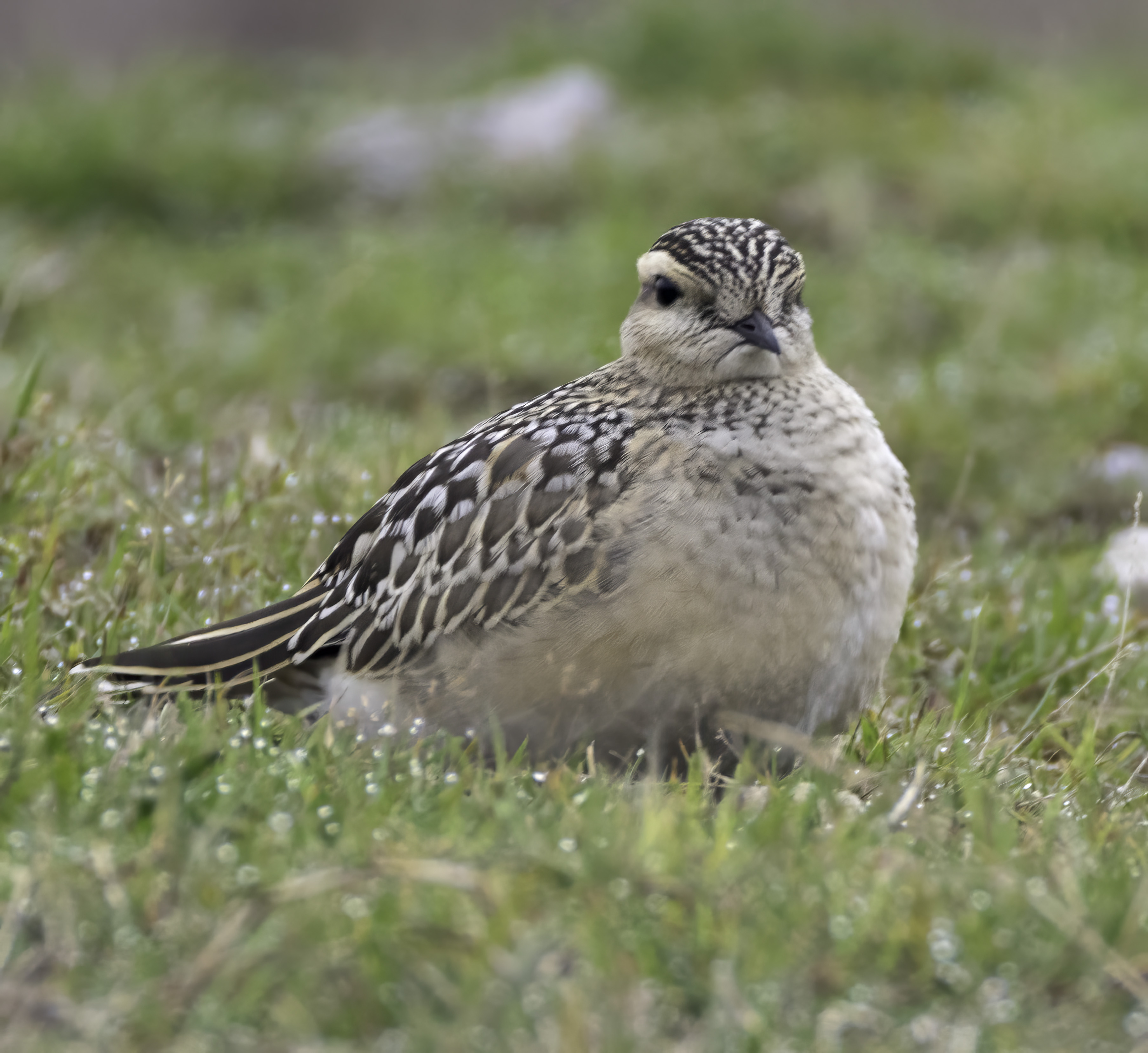 Dotterel