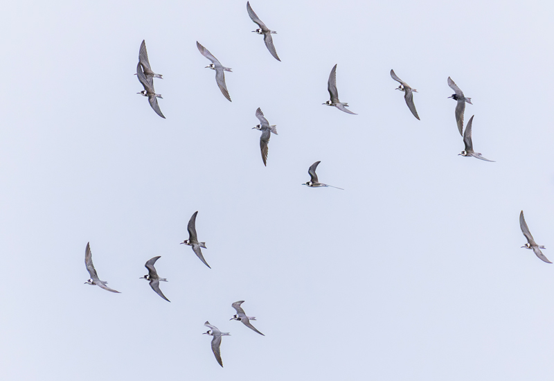 Black Tern
