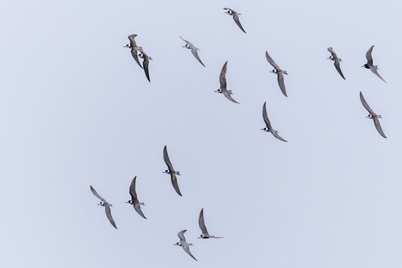 Black Tern