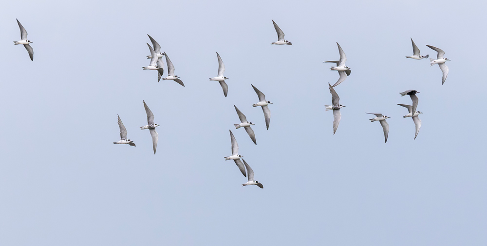 Black Tern