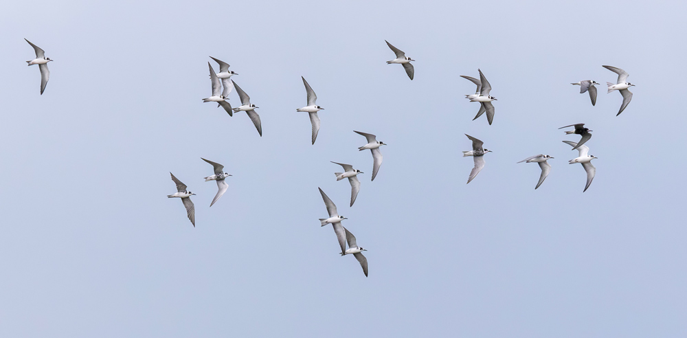 Black Tern