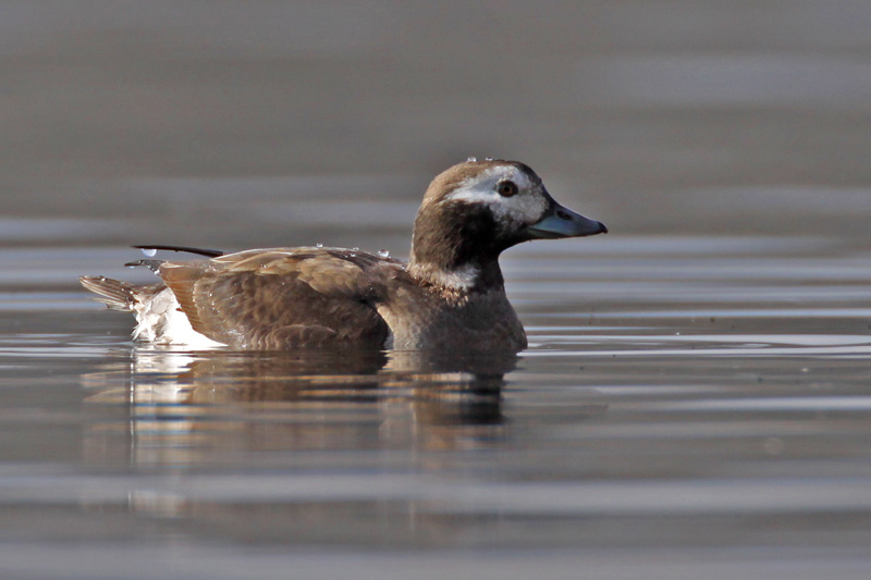 Long-tailed Duck