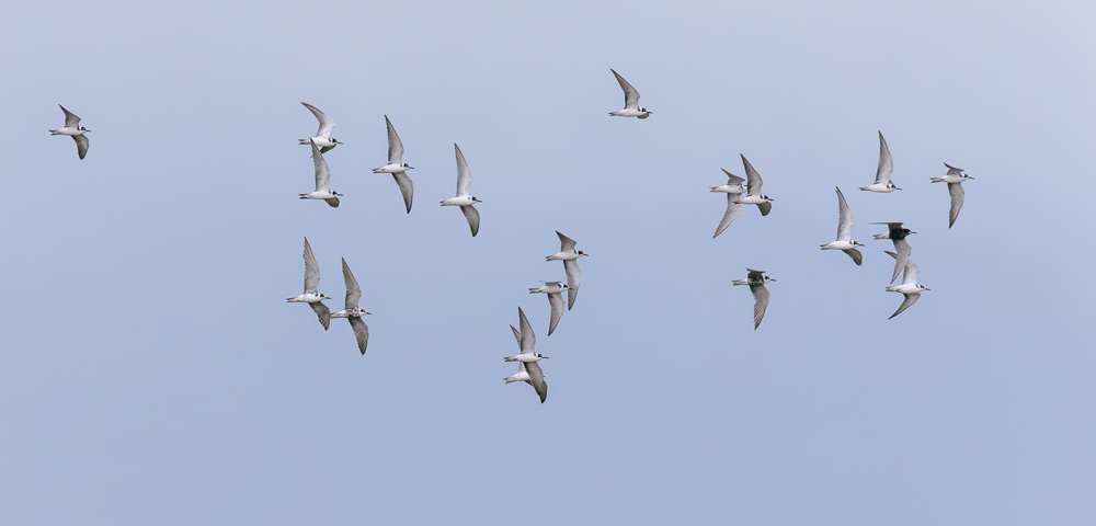 Black Tern