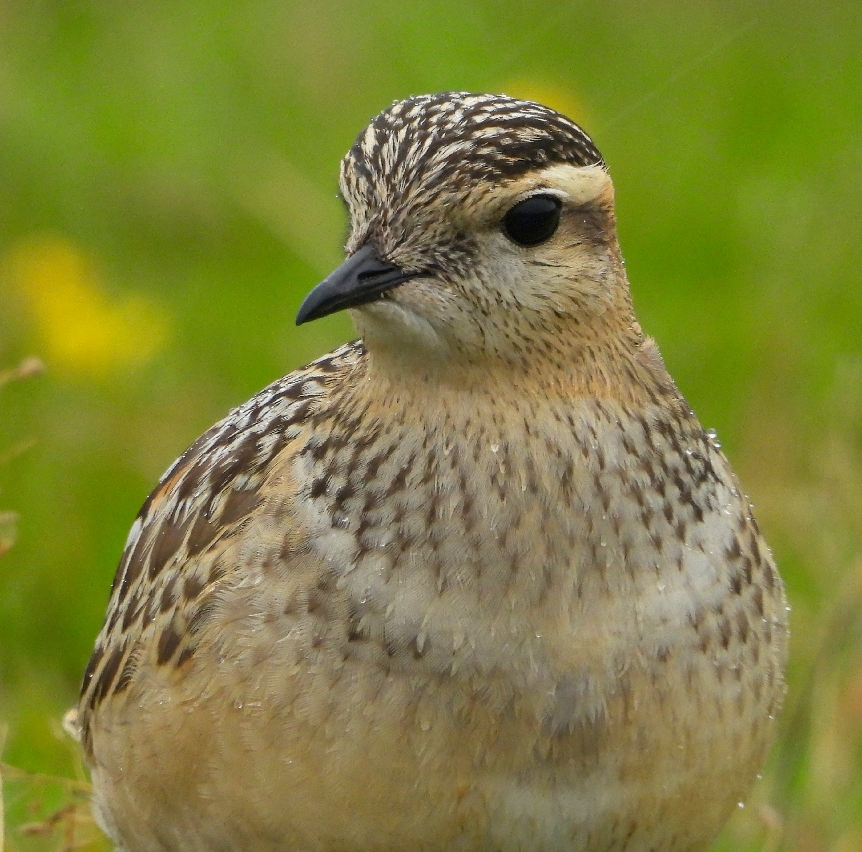 Dotterel