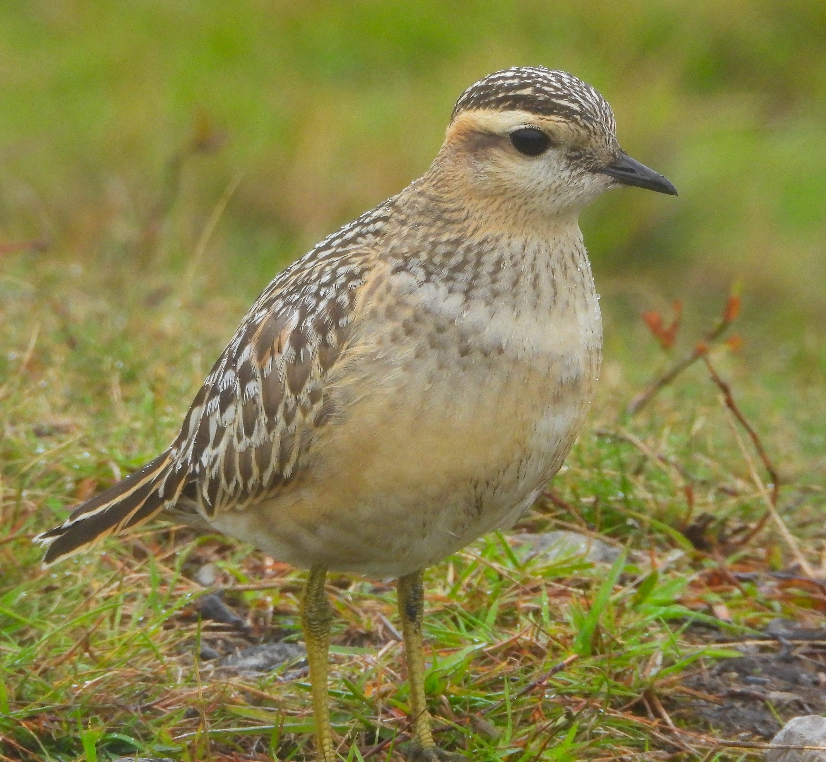 Dotterel
