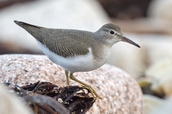 Spotted Sandpiper