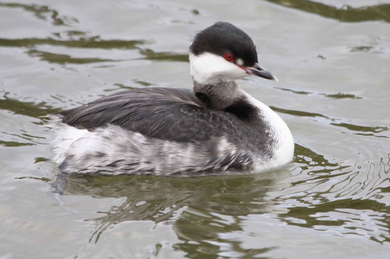 Slavonian Grebe