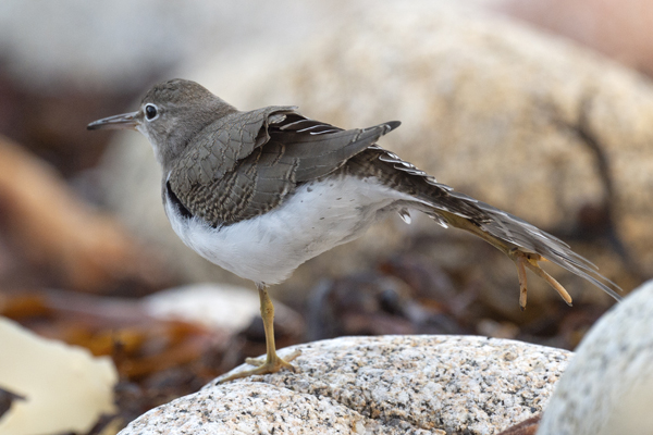 Spotted Sandpiper