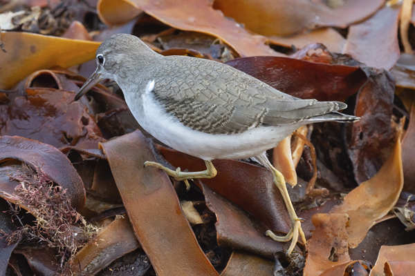 Spotted Sandpiper