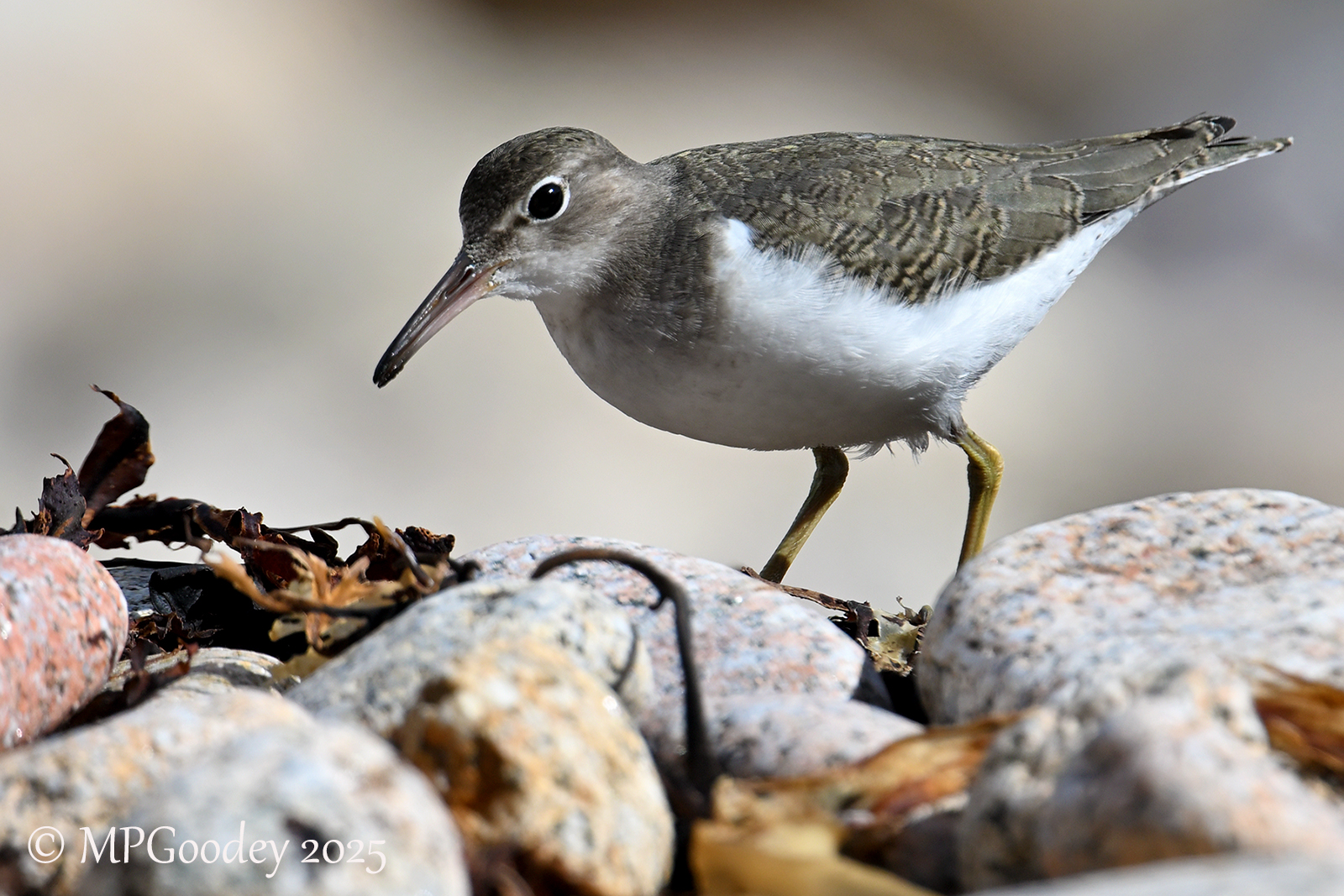 Spotted Sandpiper