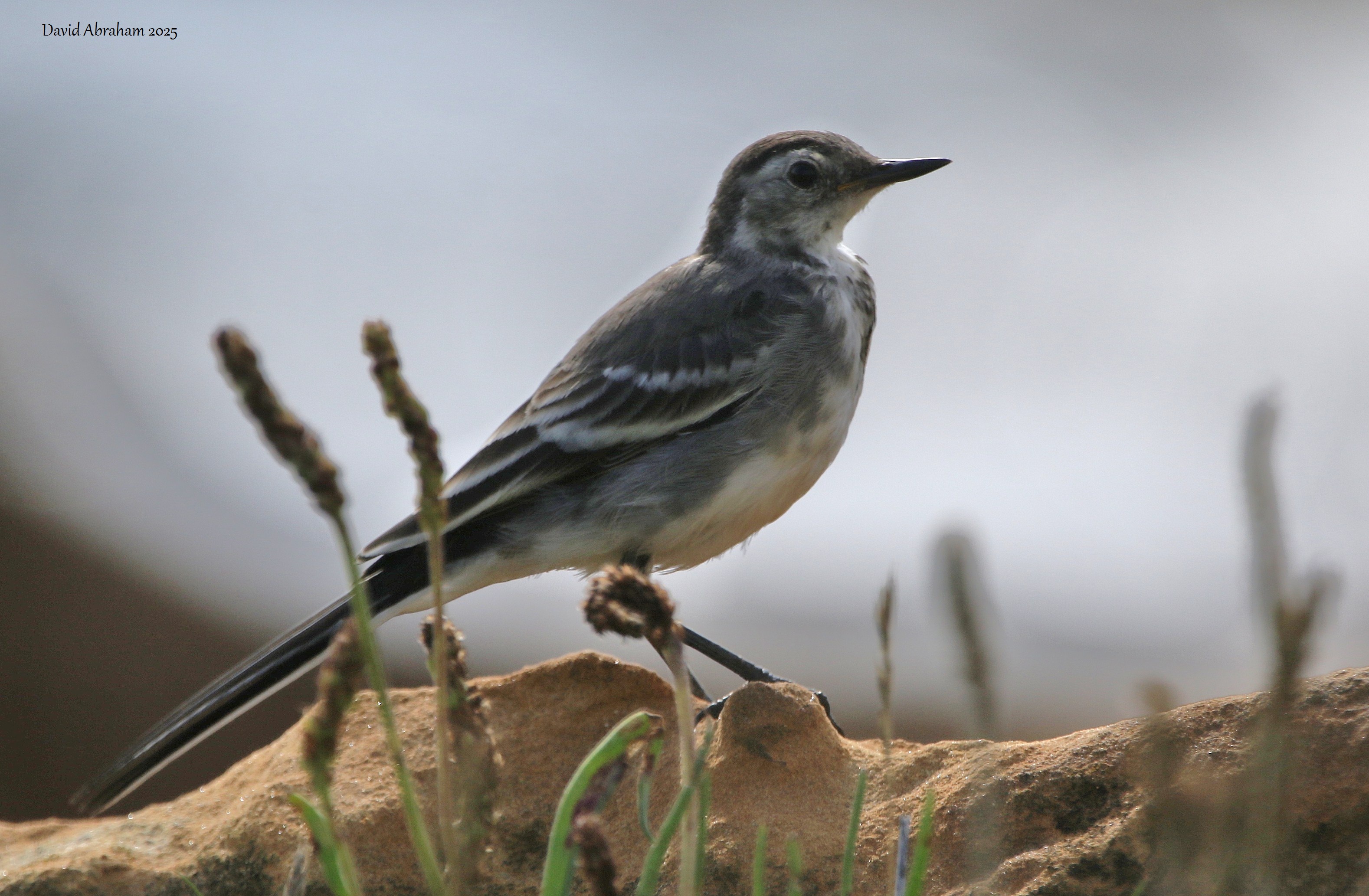 Pied Wagtail 